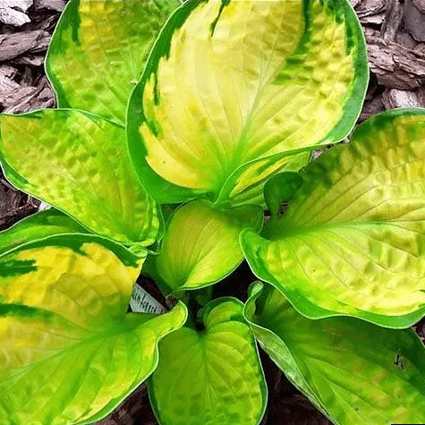 Хоста Рейнфорест Санрайз v2 Tim 