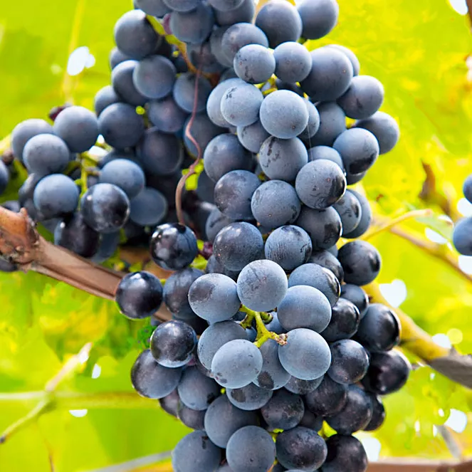 Виноград плодовый Саперави северный, фиолетовый v5 Tim 