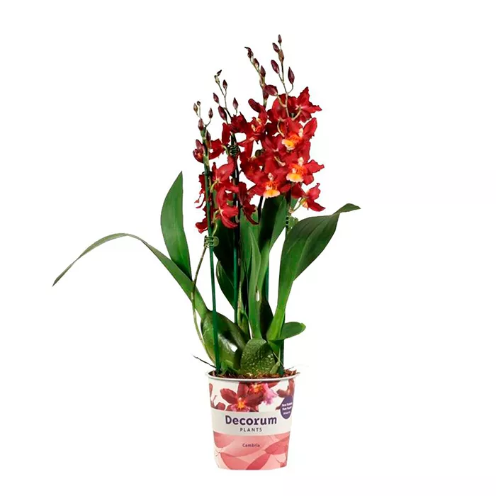 Камбрия микс d12 