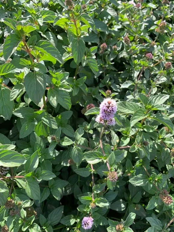 Корневище Мята перечная Лаванда 1шт. Поиск 