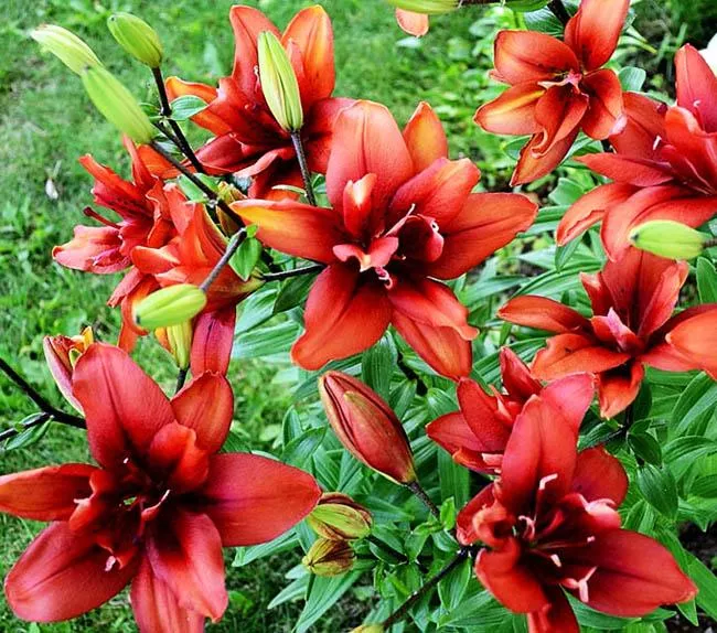 Луковица Лилия Коктейль Твинс 3 шт/уп 