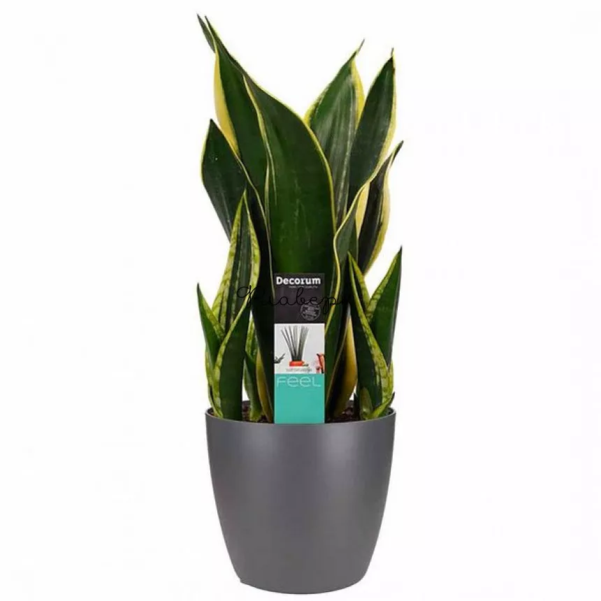 Сансевиерия Найт Шейд d12 h35 