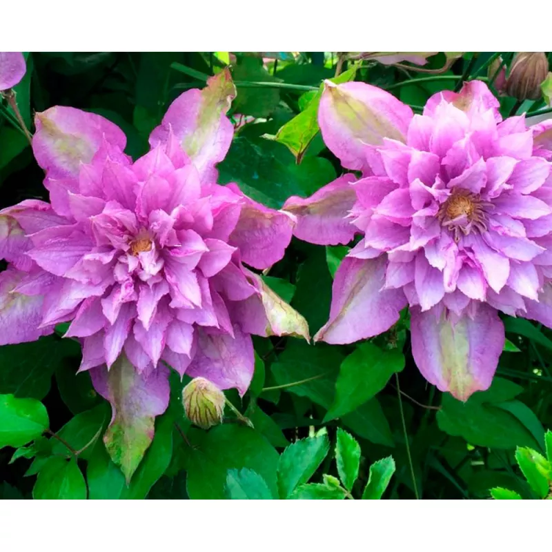 Клематис Протеус Р9 CL 