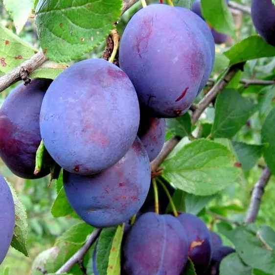 Слива Окская v7/10 120-140 Tim 