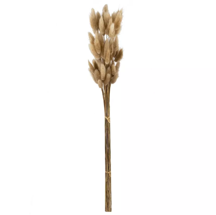 Сухоцветы Лагурус набор 50шт 65см, натуральный по цене 