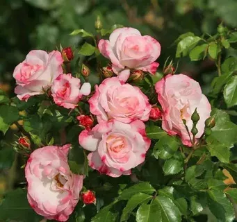 Роза Шраб Розенштадт Фрайзинг  в коробке Биосфера 