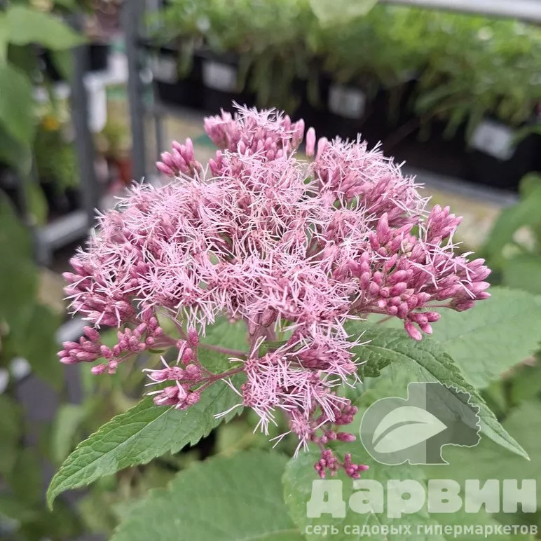 Посконник пятнистый Ред Дварф v2 Tim 