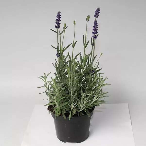 Лаванда Хидкот Р13 Tw 