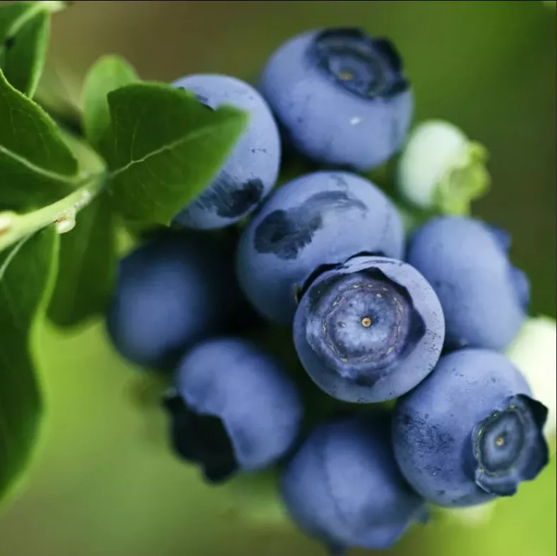 Голубика садовая Чандлер С5 ЦО 