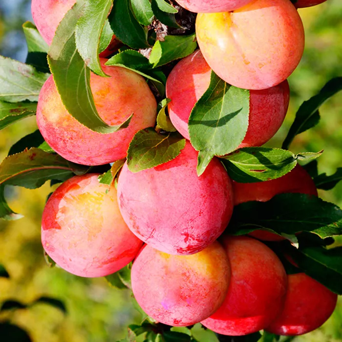 Слива Неженка v7/10 120-140 