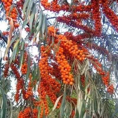 Облепиха Улала v2 Lav 