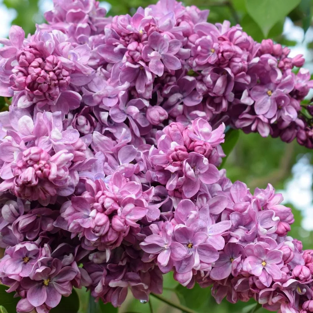 Сирень обыкновенная Маршал Ланн v5 Lav 