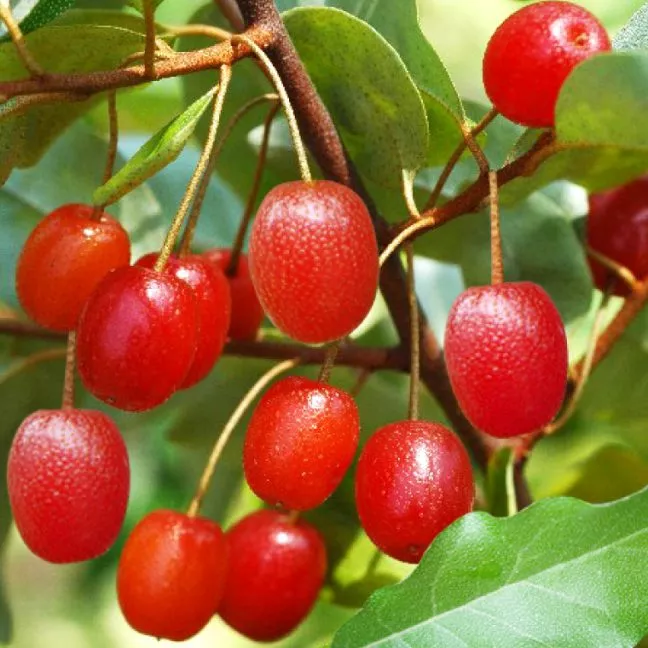 Лох многоцветковый Гуми с5-7,5 ЦО 