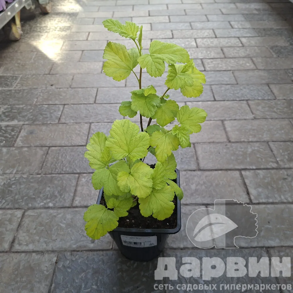 Пузыреплодник калинолистный Наггет v2 Lav 