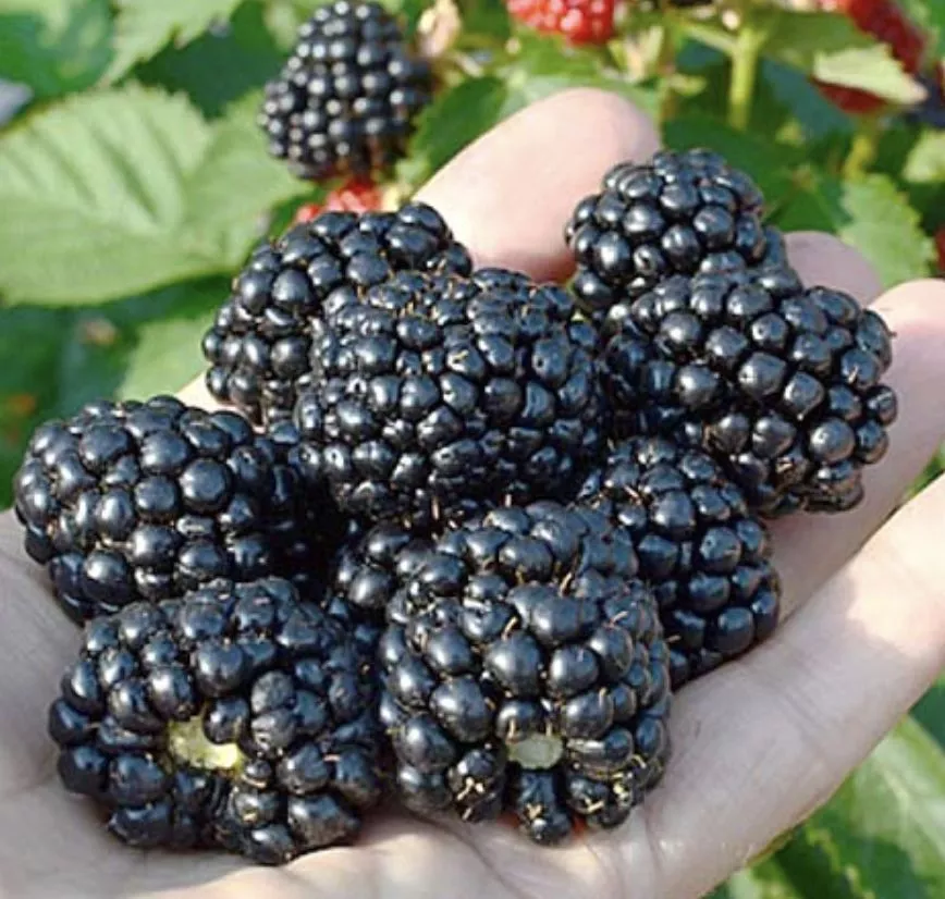 Ежевика Блэк Бьюти v5 Tim 