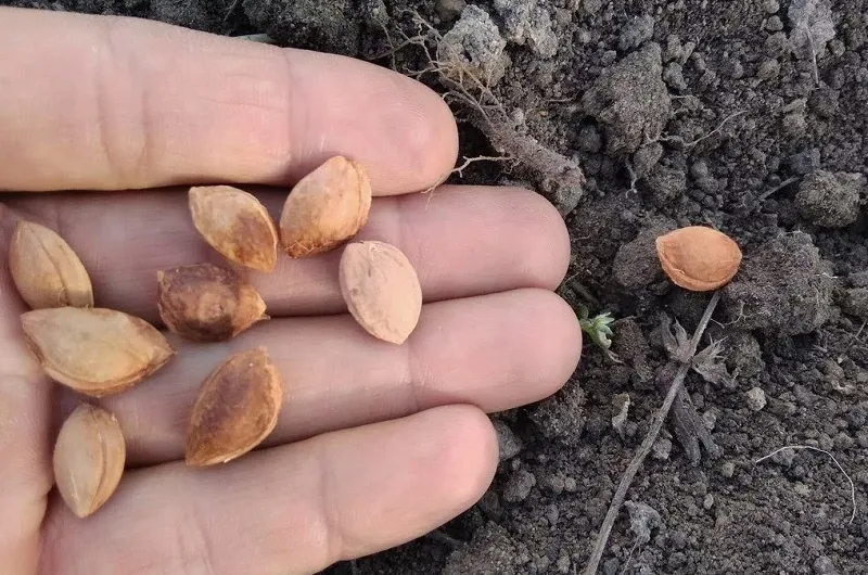 Заложите косточки на стратификацию 