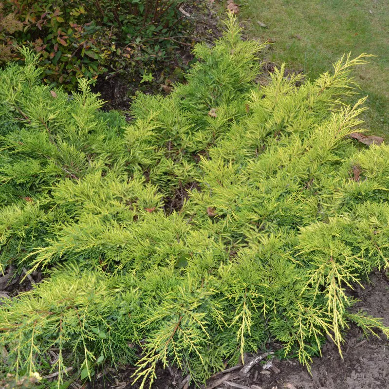 Можжевельник средний Голд Стар v5-7 Tim 