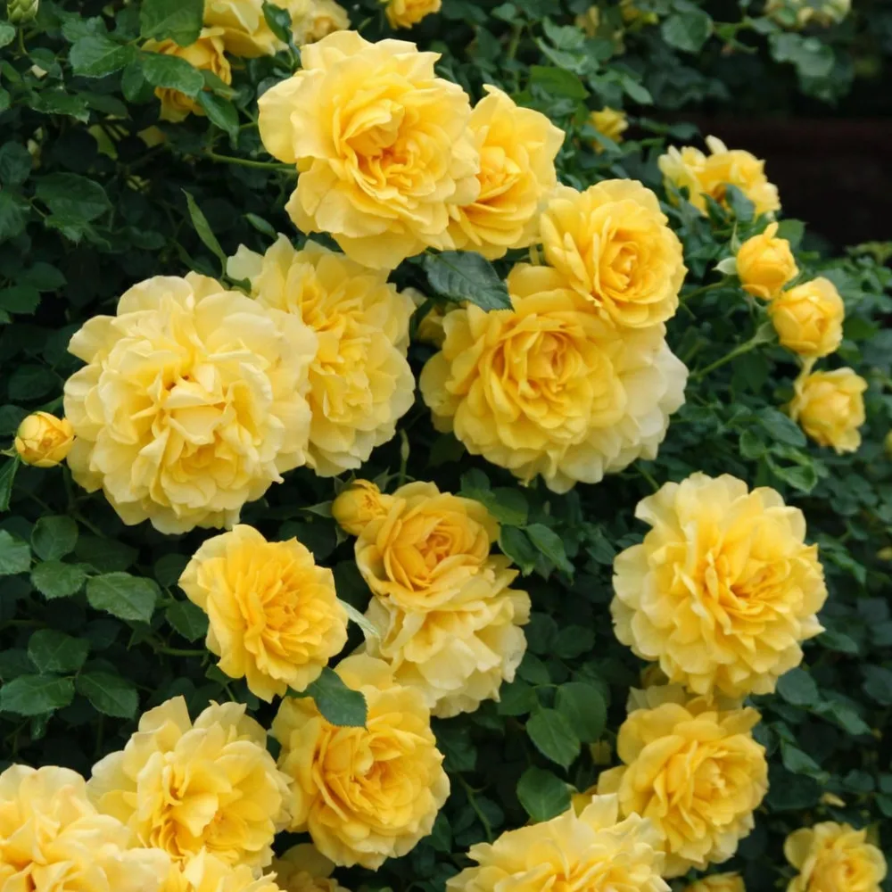 Роза плетистая Голден Шауерс (Желтый) v5 Lav 