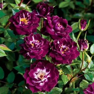 Роза Миниатюрная Даймонд Айс в коробке Биосфера 