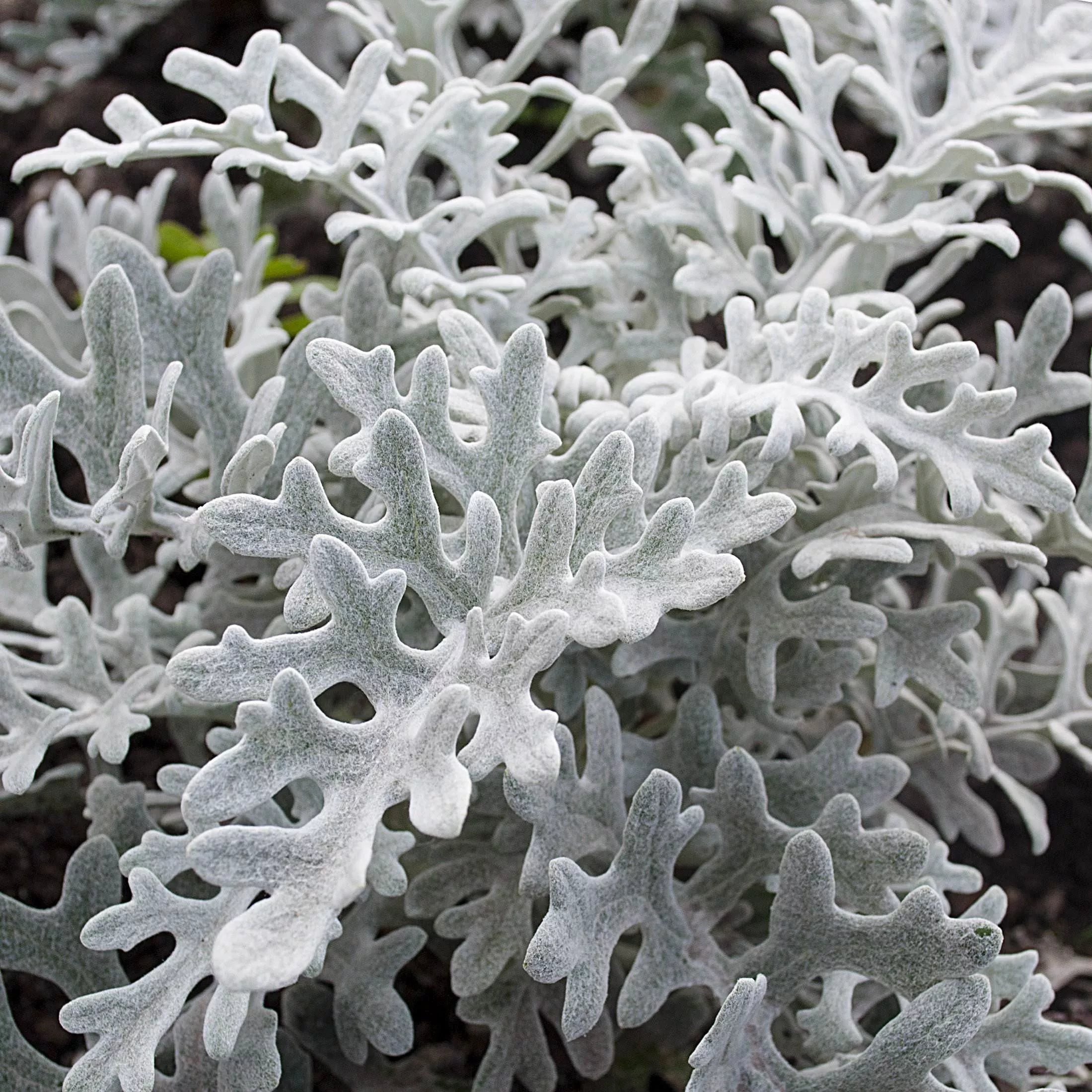 Цинерария кассета 6шт МО 