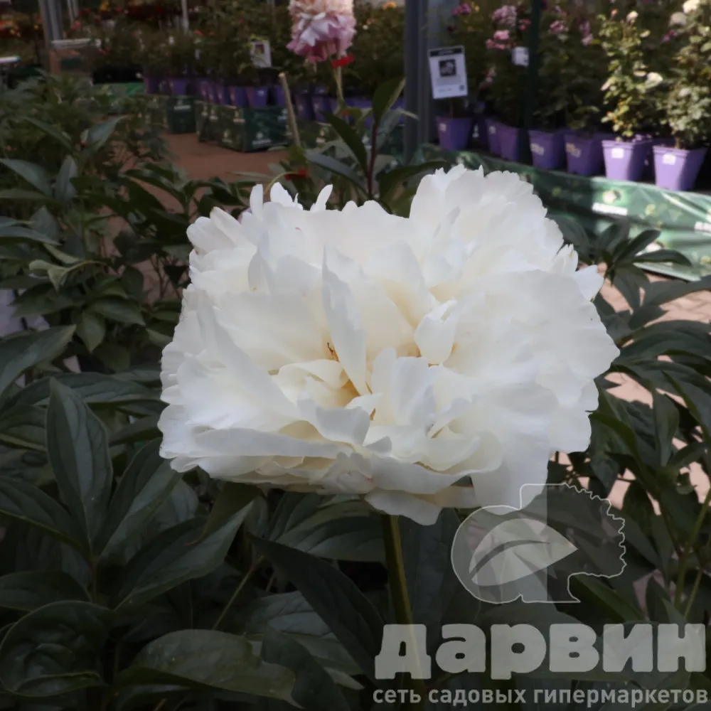 Пион Мэри Е.Николс v5 Tim 