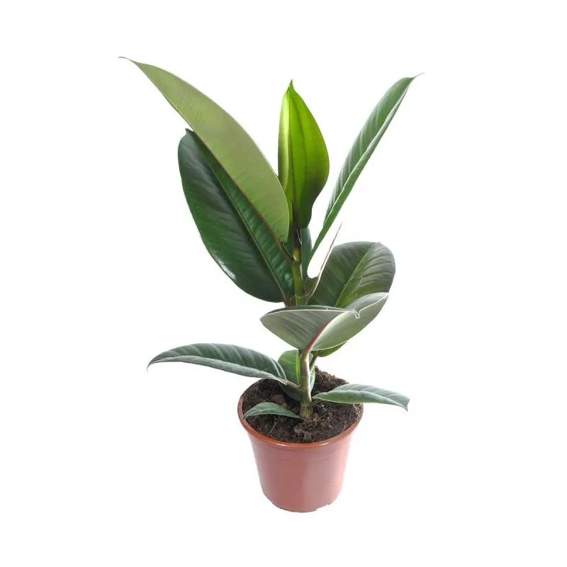 Фикус эластика Робуста d12 h25-30 Tim 