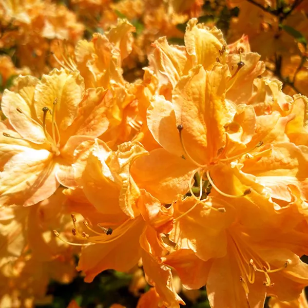 Азалия гибридная Голден Лайтc P9 