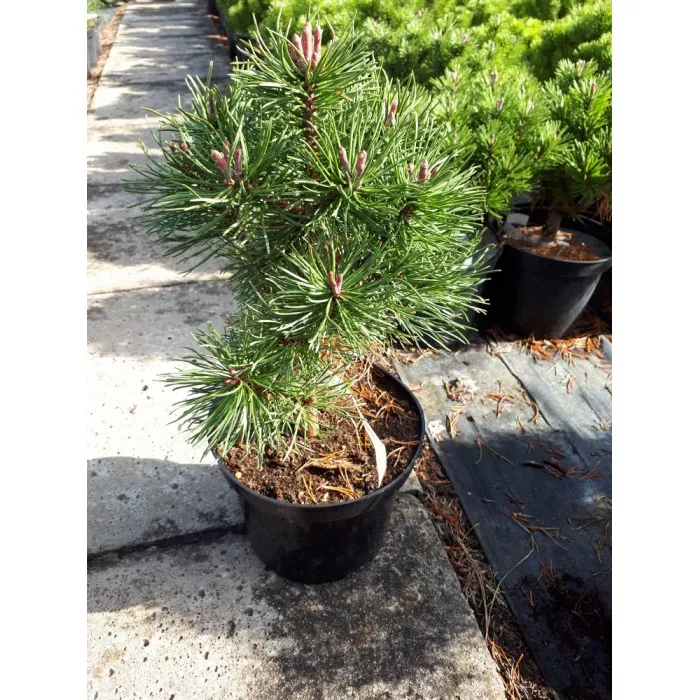 Сосна горная Kórnik I C3szcz. BL 2017 