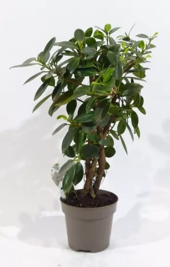 Фикус Майа d12 h40 штамб 