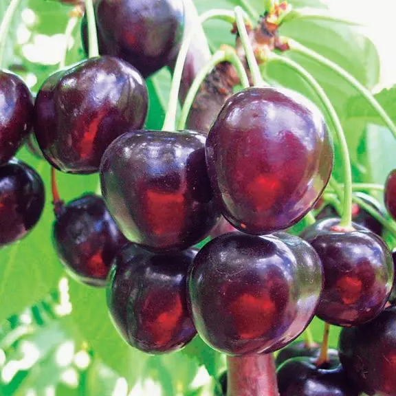 Черешня Ипуть ранн v7 100-140 Tim 