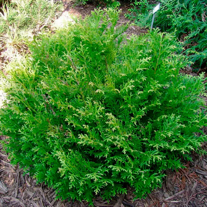 Туевик долотовидный Nana С3-5 Tim 