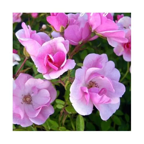 Я_Роза полиантовая Джоли Демоссел v7 Tim 