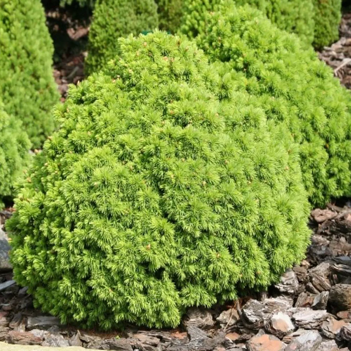 Ель канадская Альберта Глоб v3 20-25 Tw 