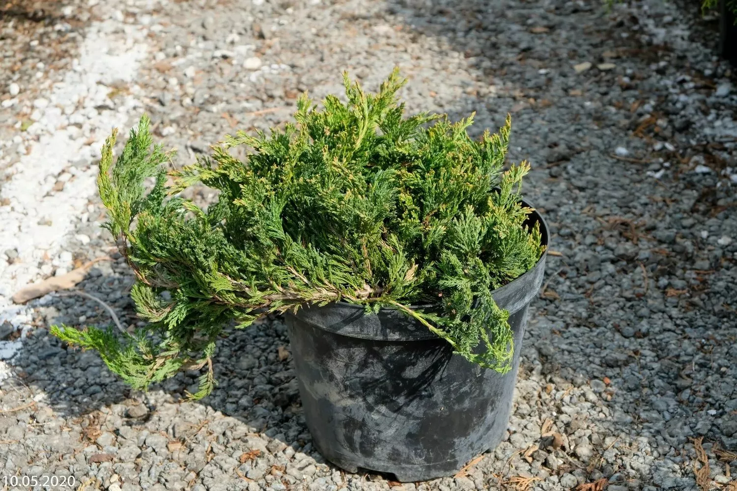 Можжевельник горизонтальный Агнешка v7,5 40-50 Tw 