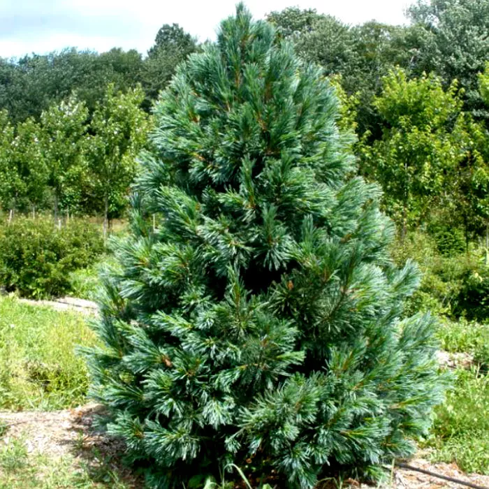 Растение сосна мягкая Вандервулф Пирамид 30-40 cm cont. 4,0L Mt по цене  Растение сосна мягкая Вандервулф Пирамид 30-40 cm cont. 4,0L Mt