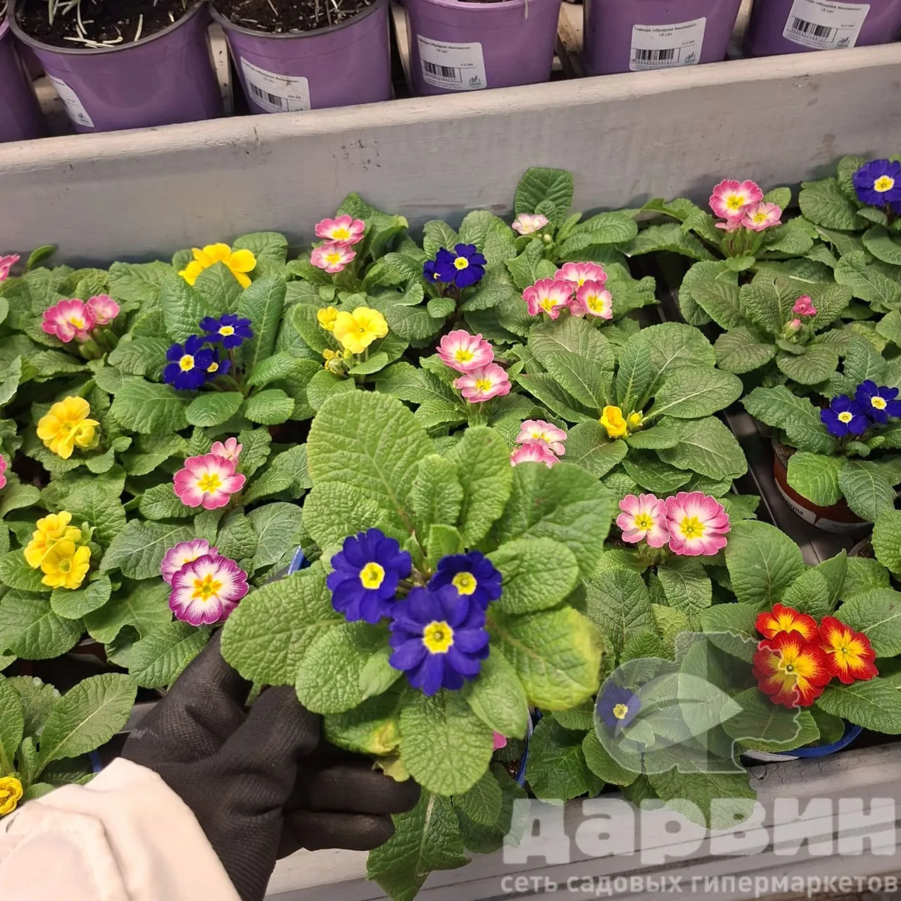 Примула в асс д10 ЕГ (2) WM