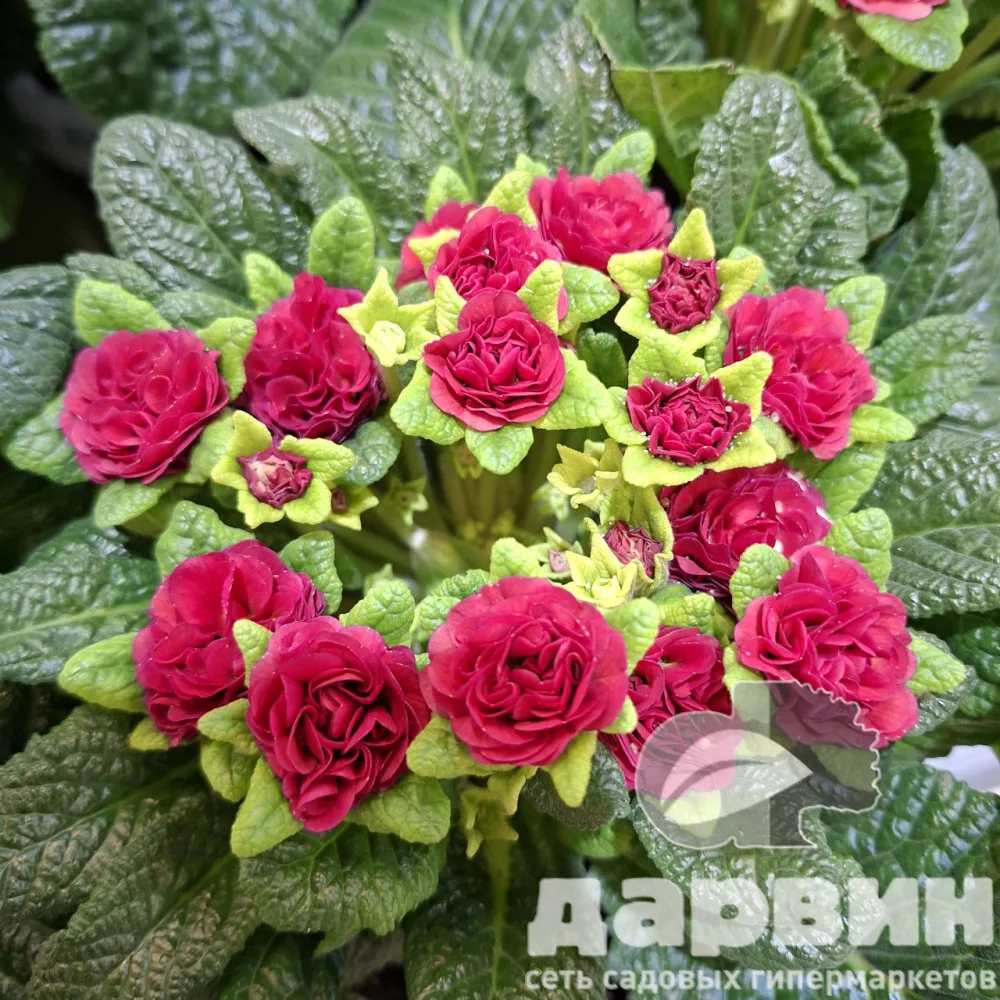 Примула Беларина d13 bix 