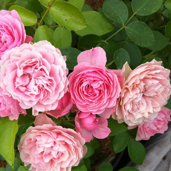 Роза почвопокровная Пинк Беллс розовый в коробке ЦО 