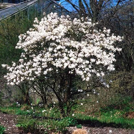 Магнолия стеллата v10 90-100см 