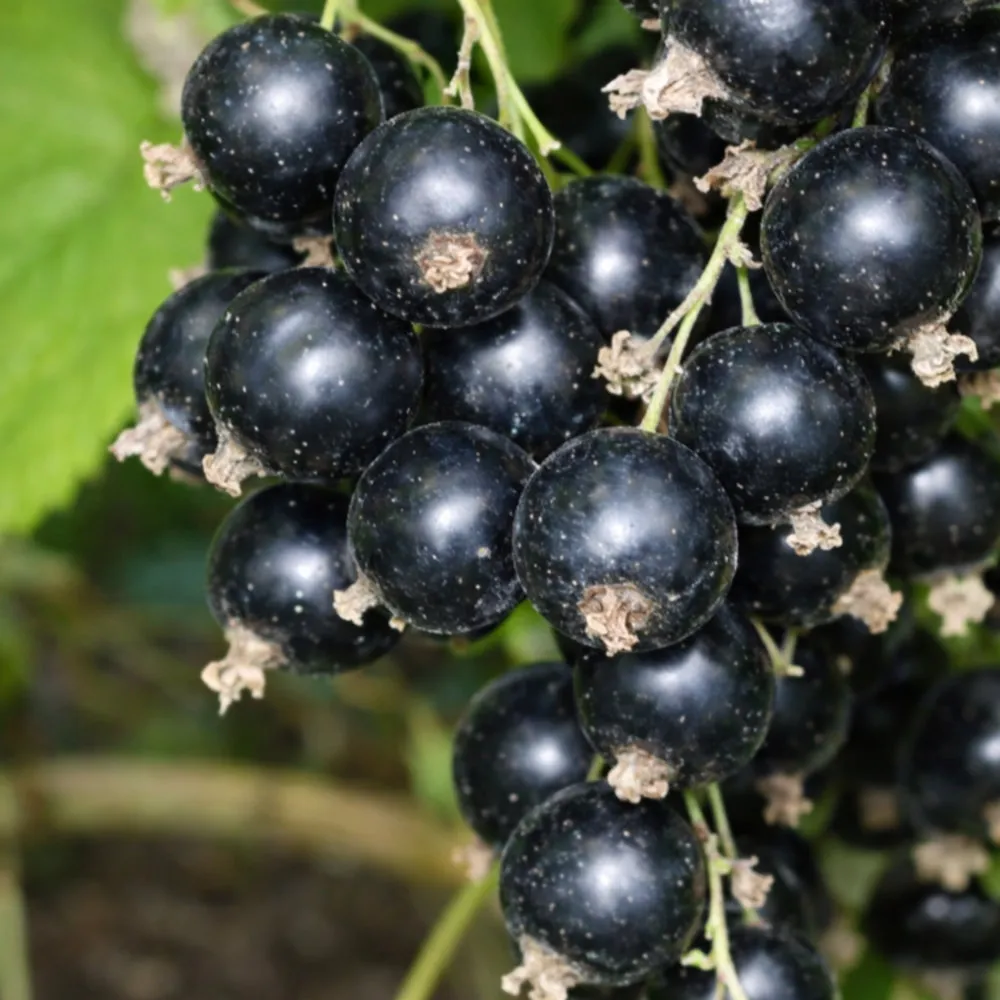 Смородина Илья Муромец черн h40-60 v5 Lav 