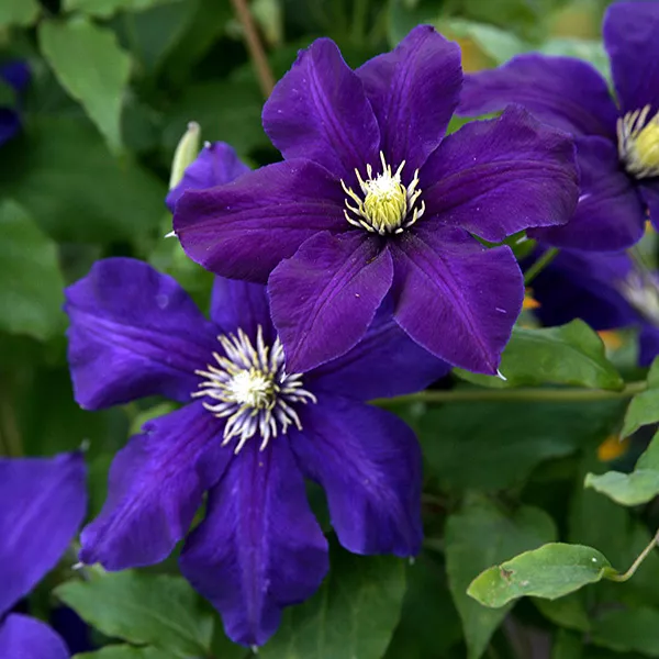 Клематис в асс. Р7-9 