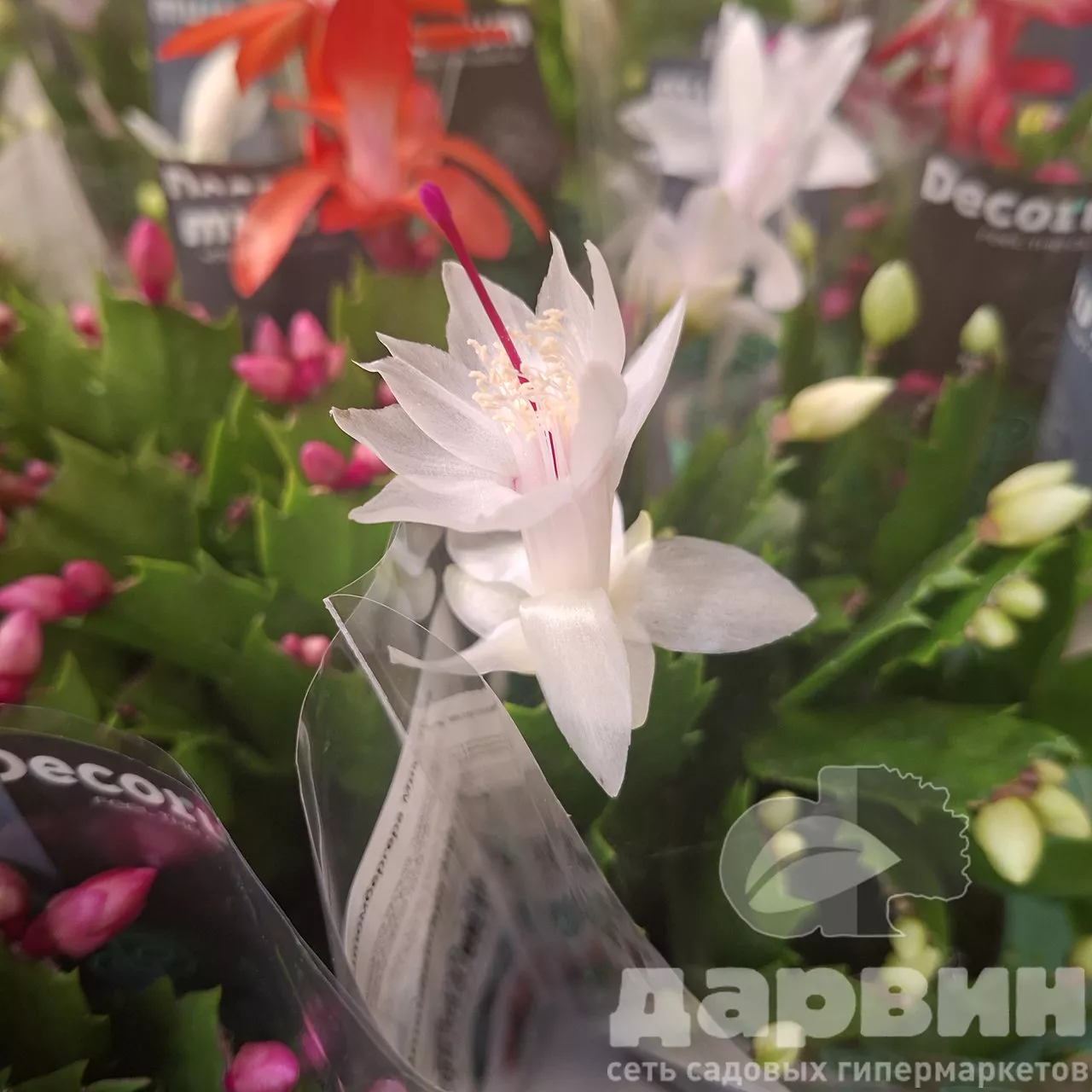 Шлюмбергера Микс d10 h25 