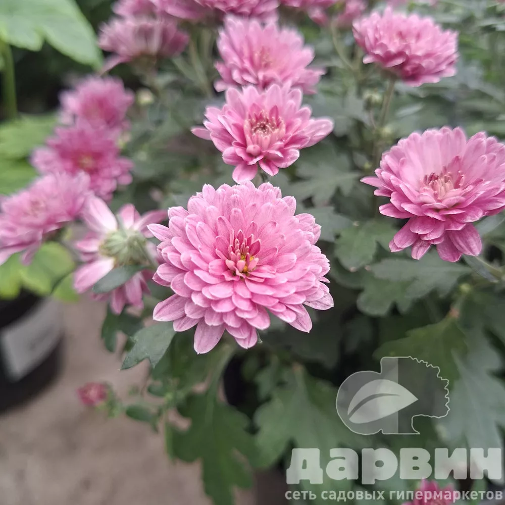 Хризантема Мультифлора D15 ХР 