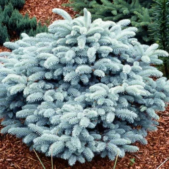 Ель колючая Globosa v 80-100 Lt 