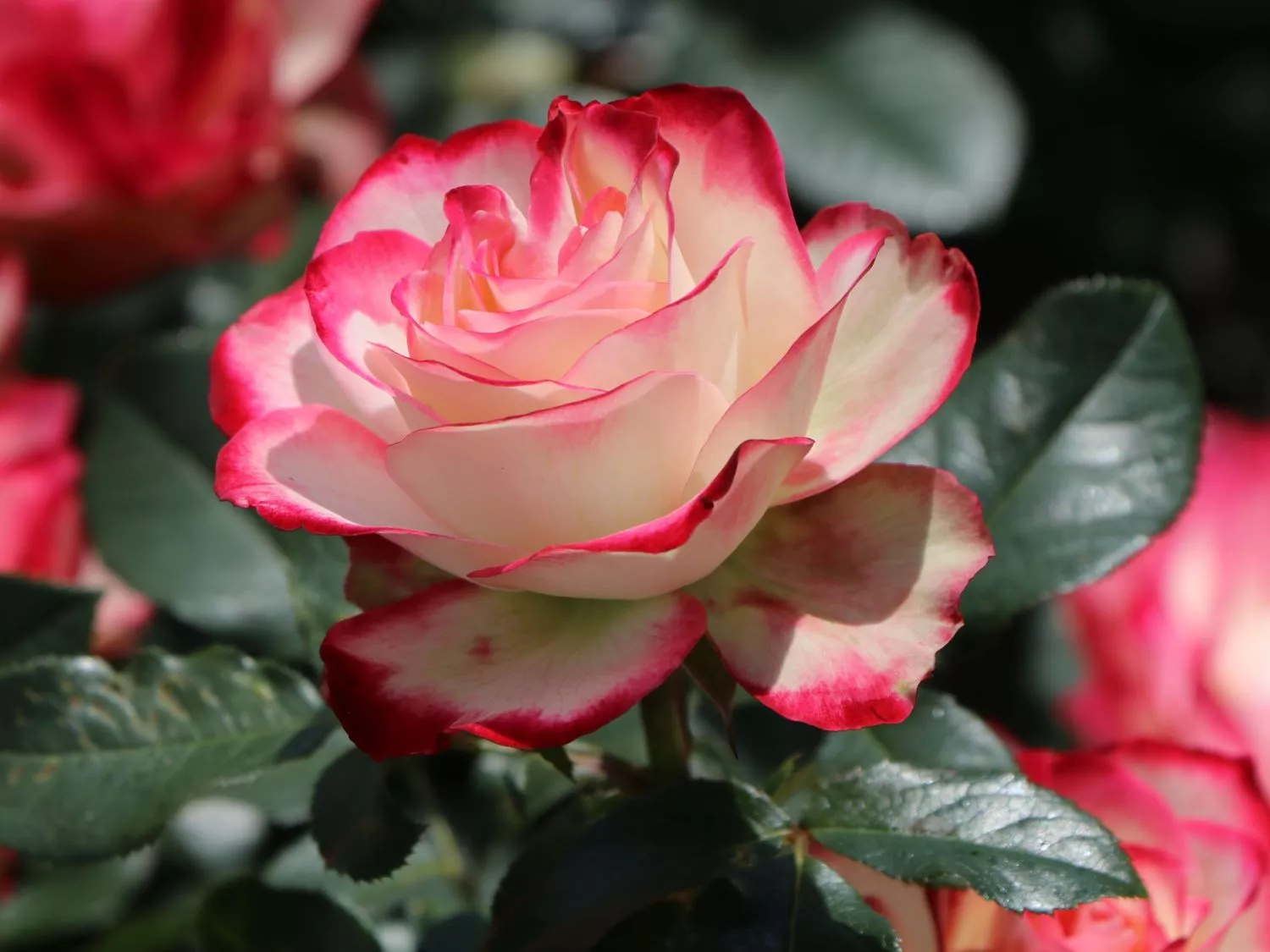 Роза чайно-гибридная Принцесс де Монако v3 Lav 