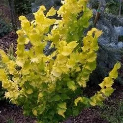 Вяз голландский Вредей P19 h60-80 Tw 