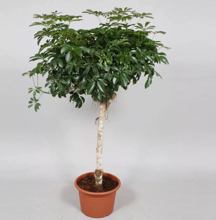 Шеффлера штамб микс d14 h50 