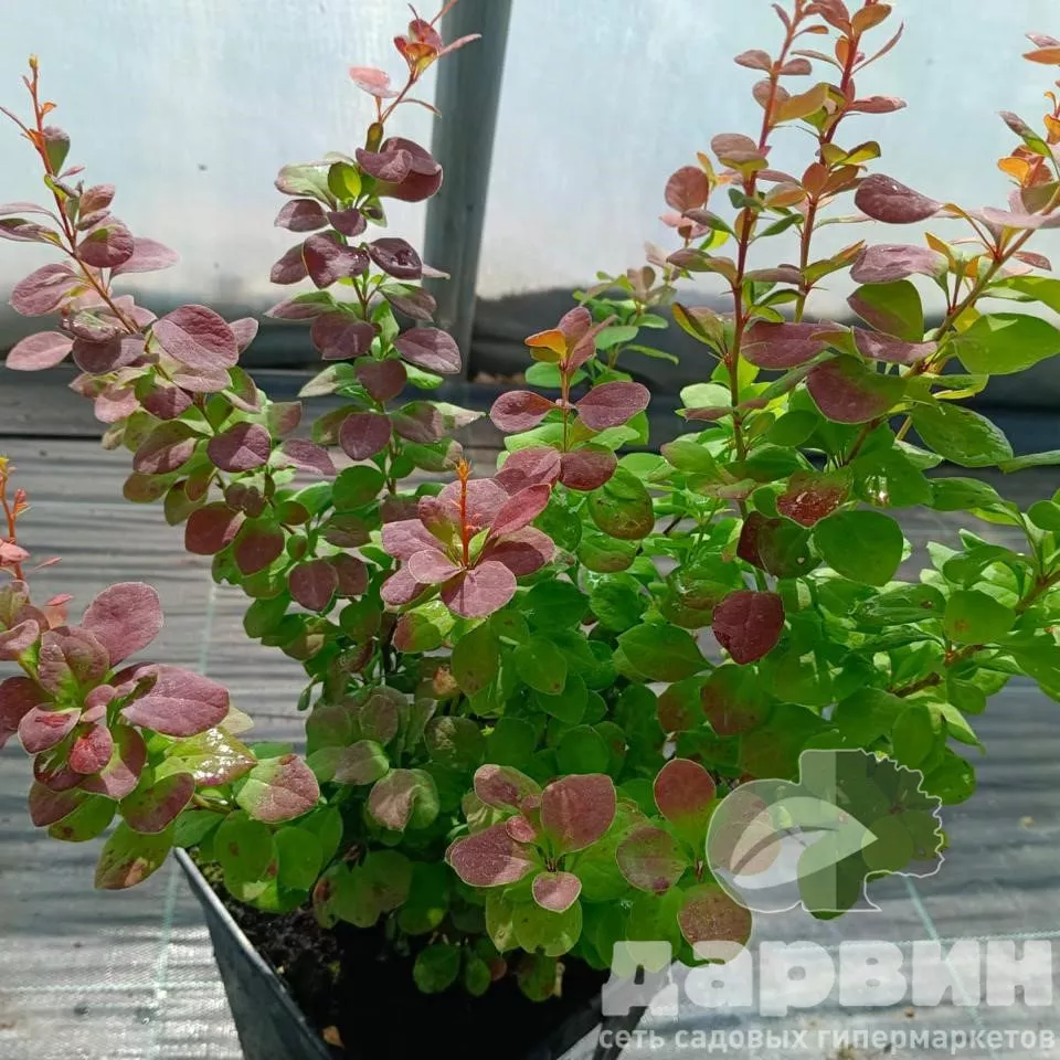 Барбарис тунберга Неон v5 Lav 