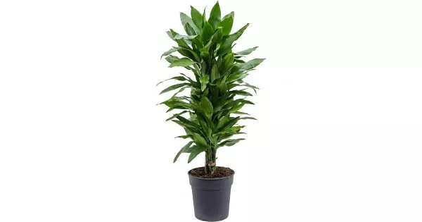 Драцена Джанет Линд вертакт d24 h90 