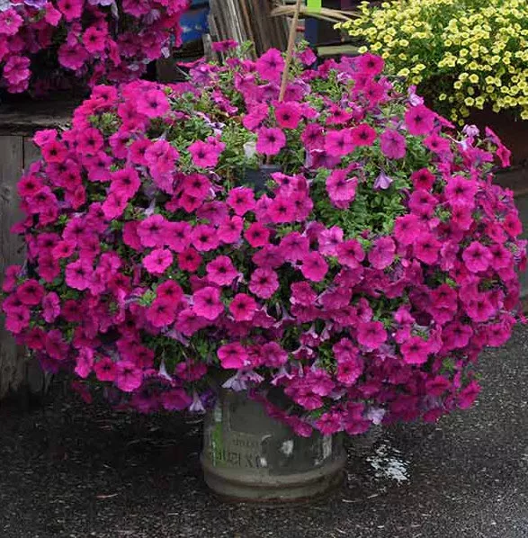 ОсновноеИзображение